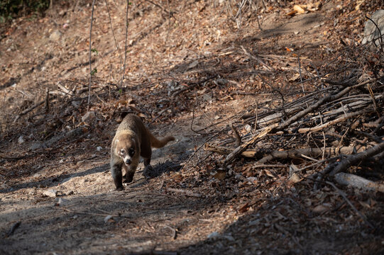 Tejon saliendo de la madriguera a buscar comida. 