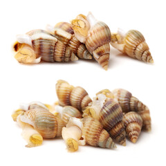 Whelks on white background