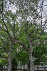 Fototapeta na wymiar 枝分かれしている木々