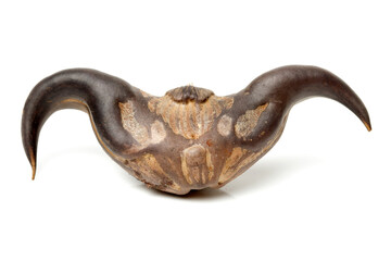 Water chestnut (Trapa bispinosa Roxb) on white background 