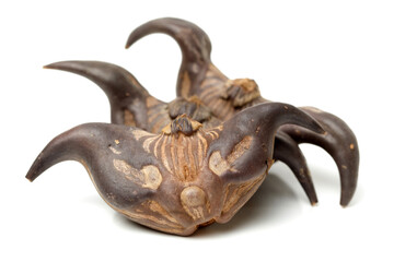 Water chestnut (Trapa bispinosa Roxb) on white background 