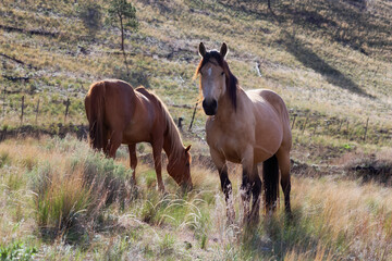 Fototapeta premium Horse Herd in a field during a sunny spring day. Taken in Savona, British Columbia, Canada.