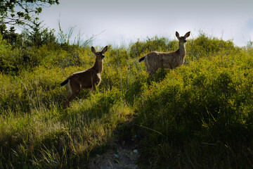 Olympic National Park