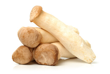 King oyster mushroom Pleurotus eryngii on white background 