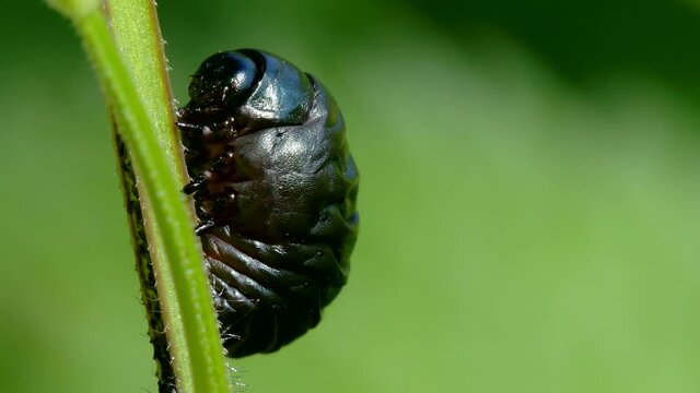 Larva of Bloody-nosed Beetle, Timarcha goettingensis