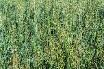 View of Green oats fiel in Brazil