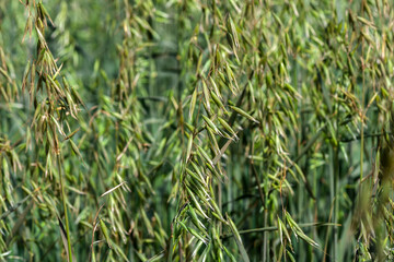 View of Green oats fiel in Brazil