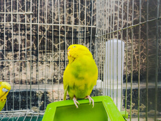 Closeup shot of a budgerigar in a cage