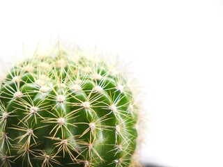 Echinopsis calochlora cactus in pot with close up