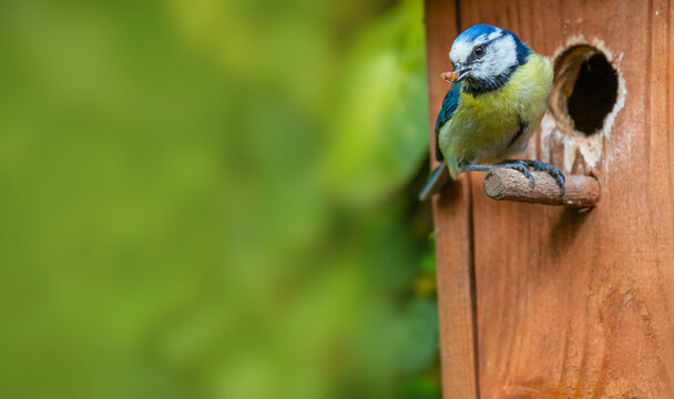 Ein Vogel sitzt mit Futter vor einem Nistkasten. Es ist eine weibliche Blaumeise.