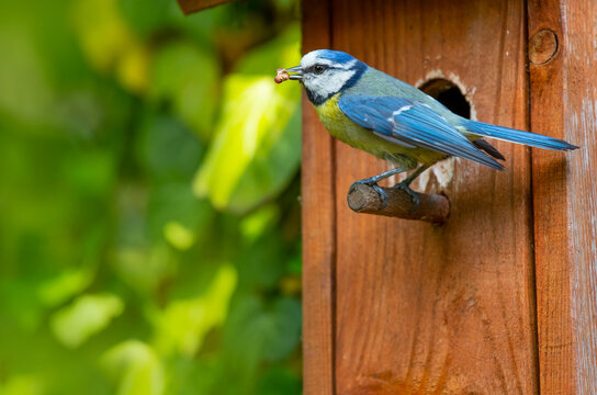 Ein Vogel sitzt mit Futter vor einem Nistkasten. Es ist eine weibliche Blaumeise.