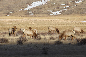 Fototapeta na wymiar National Elk Refuge Wildlife Jackson Hole Wyoming Grand Teton National Park Protected Area USA