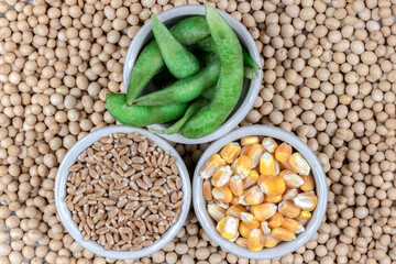 dry soybean, edamame, wheat and corn seeds in Brazil