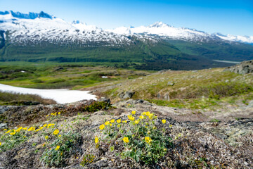 Wild flowers and snow covered mountain peaks view