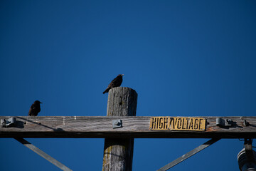 bird on the electric pole