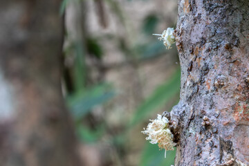 Selective focus of jabuticaba Exotic flower. Jabuticaba fruit blooming on the tree. Jabuticaba is a fruit native to Brazil, of the species Plinia cauliflora.
