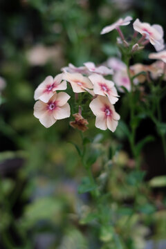 フロックス Images Browse 710 Stock Photos Vectors And Video Adobe Stock