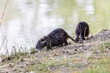 Young little nutria came out of the water to the shore in search