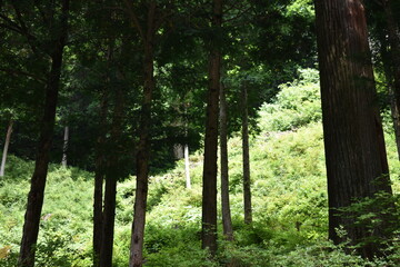 日本　群馬のパワースポット　榛名神社　夏の風景