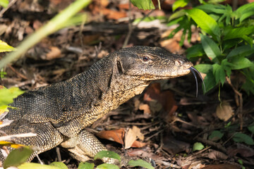 Malayan water monitor lizard (Varanus salvator), found in Sungei Buloh Nature Reserve in Singapore