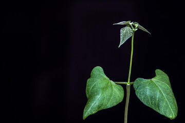 Selective focus of bean (phaseolus vulgaris) sprout grows in a pot, planted on a farm in Brazil
