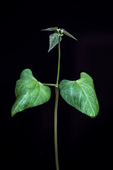 Selective focus of bean (phaseolus vulgaris) sprout grows in a pot, planted on a farm in Brazil