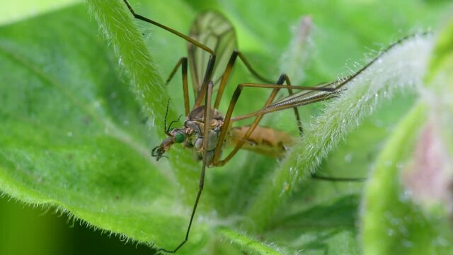 Crane fly, family Tipulidae