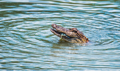 Alligator Fishing for Crabs