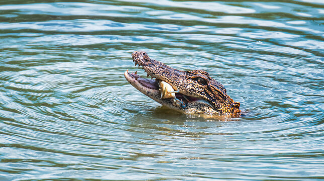 Alligator Fishing for Crabs