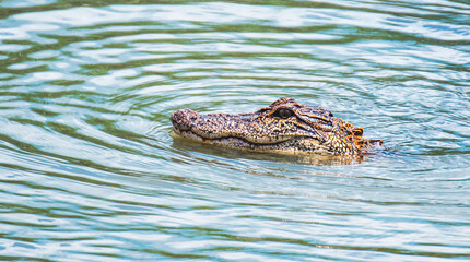 Alligator Fishing for Crabs