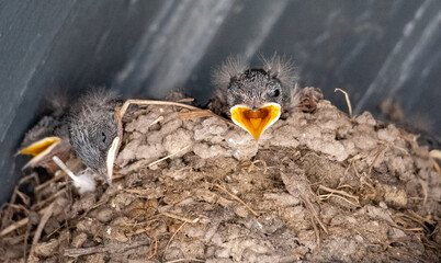 Baby Birds in a Nest