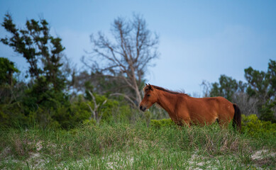 Wild Horses of Shackleford Banks