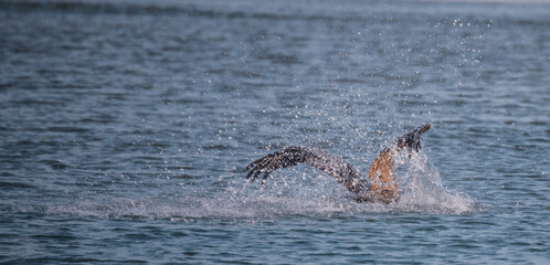 Fototapeta premium Shorebirds