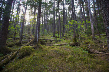 Dense protected forest. Green forest at the foot of the Golets mountain in the Primorsky region. Impassable Russian taiga in summer.
