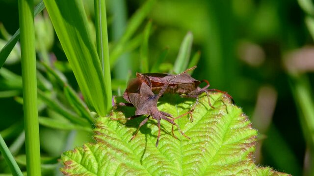 Dock Bug or Dock Leaf Bug, Coreus marginatus in copulation - mating time