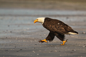Selective focus shot of a bald eagle walking on the beach during daylight