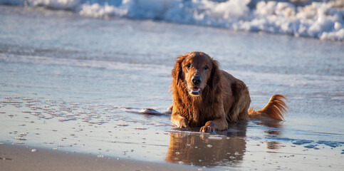 Pups at the Beach