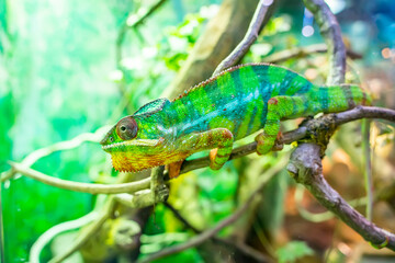 Panther chameleon Furcifer pardalis from Madagascar, perched on a branch