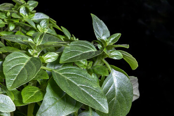Extreme close-up of French thin leaf basil (Ocimum basilicum) leaves in Brazil