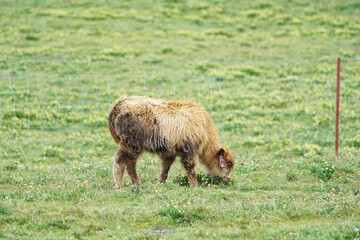 small yak on green hills in China