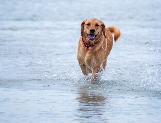 Pups at the Beach