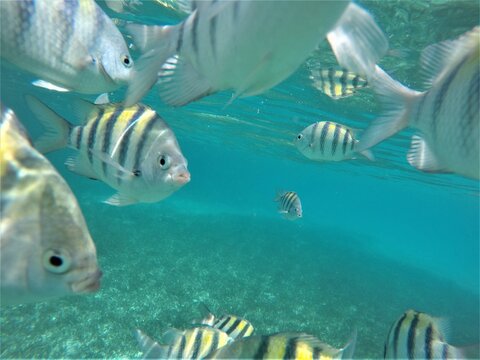 Peixes Cancum 