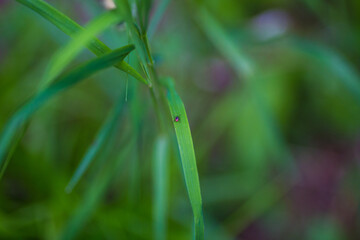 Forest tick sits on green grass in the forest. Dangerous poisonous insect.