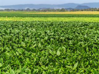 Fototapeta na wymiar green soybean field on a farm in Brazil