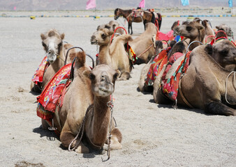 Desert camels resting on the sand in Gansu, China