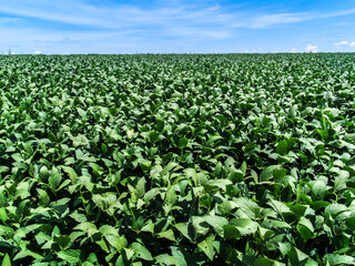 green soybean field on a farm in Brazil