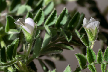 Hummus - how it grows and how it is prepared