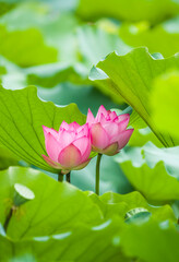 Beauty pink lotus on focus is in middle lotus field