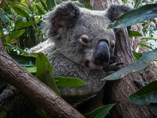koala