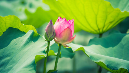 Beauty pink lotus on focus is in middle lotus field